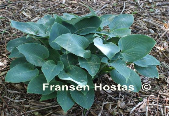 Hosta Dorset Flair