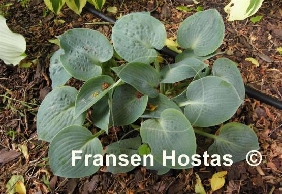 Hosta Dorset Blue