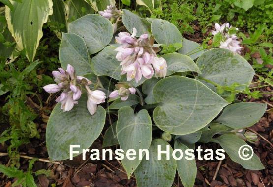 Hosta Dorset Blue