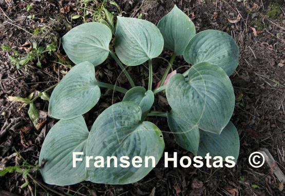Hosta Dorset Blue
