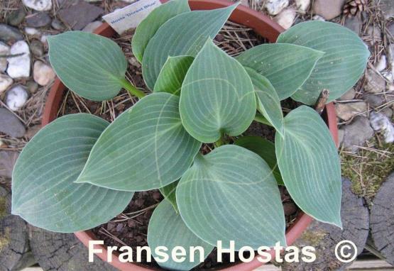 Hosta Dorset Blue