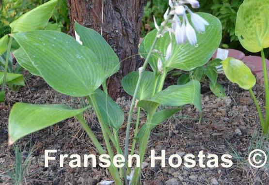 Hosta Dorset Charm