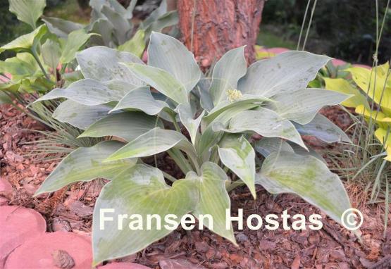 Hosta Dorset Charm