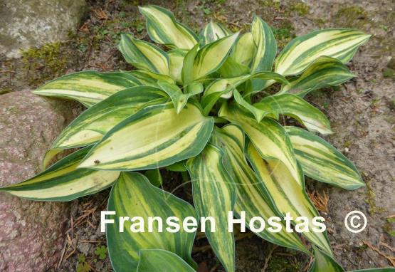 Hosta Dorset Clown
