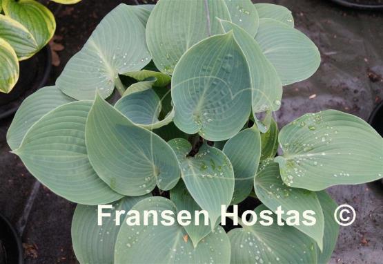 Hosta Dorset Flair