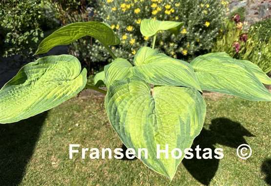 Hosta Double D Cup