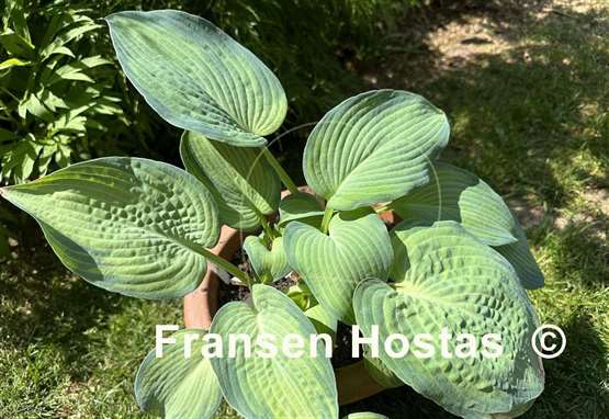 Hosta Double D Cup