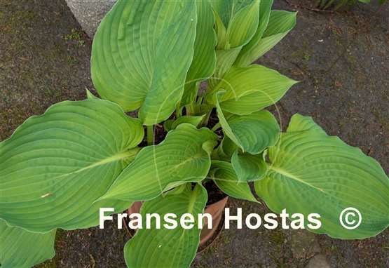Hosta Double D Cup
