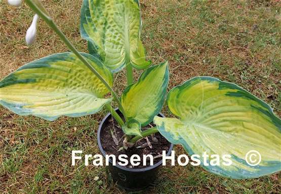 Hosta Double D Cup