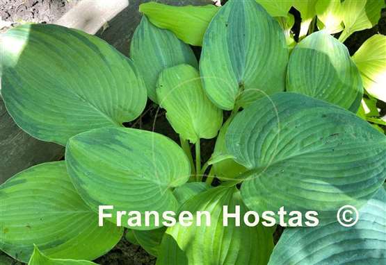 Hosta Double D Cup