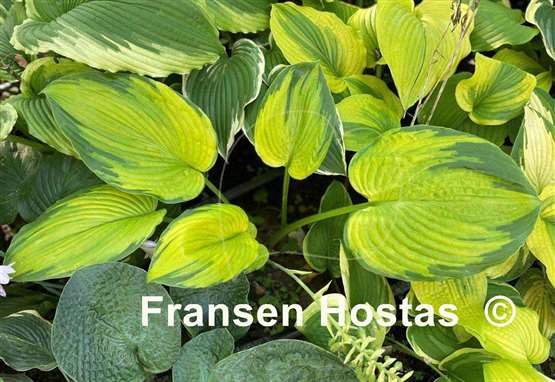 Hosta Double D Cup