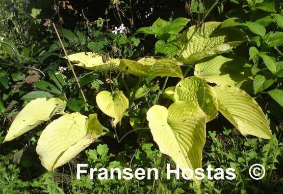 Hosta Doubloons