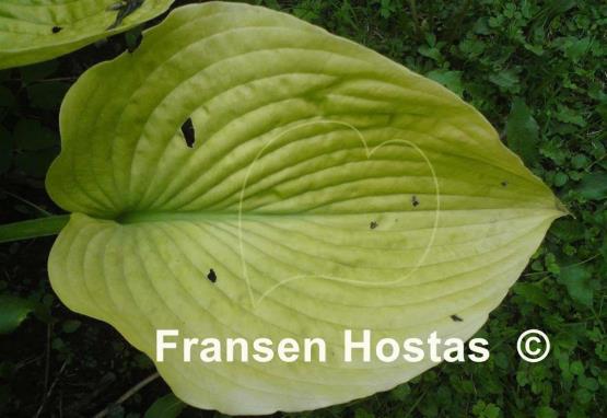Hosta Doubloons