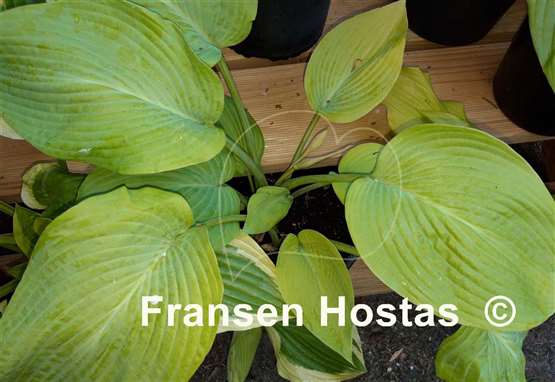 Hosta Doubloons