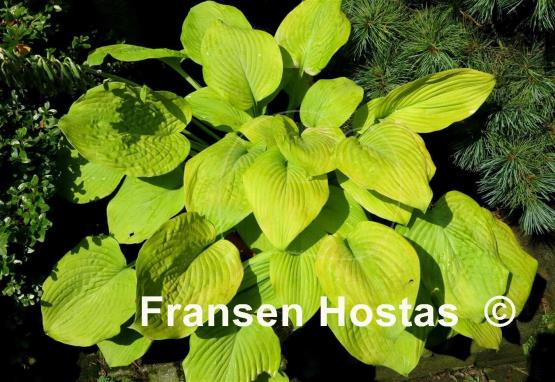 Hosta Doubloons