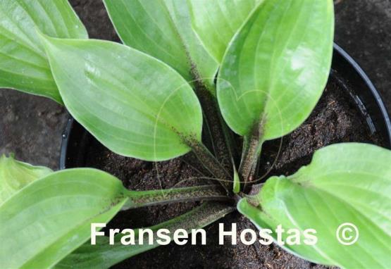 Hosta Dracula