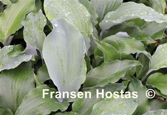 Hosta Dragon's Dream