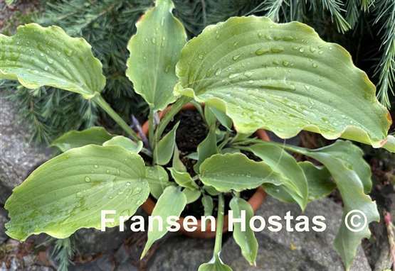 Hosta Dragon's Dream