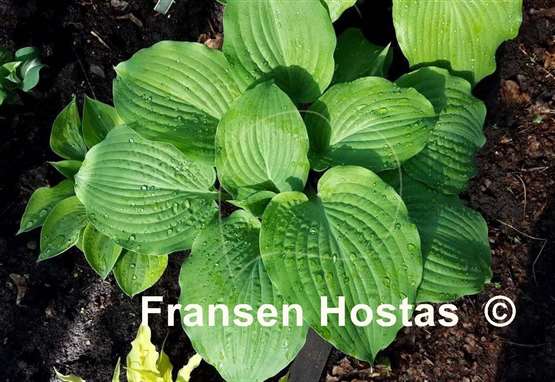 Hosta Dragon's Eye