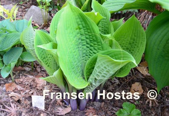 Hosta Dragon Fire