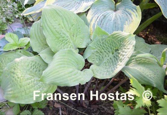 Hosta Dragon Fire