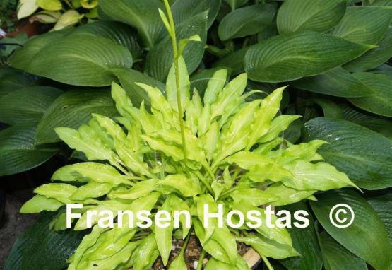 Hosta Dragon Tails