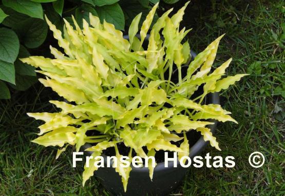 Hosta Dragon Tails