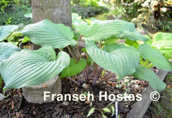 Hosta Dragon's Eye