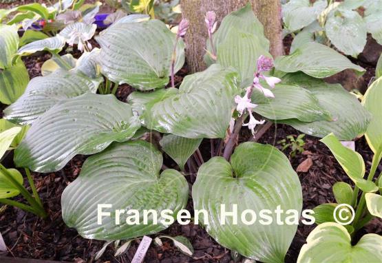 Hosta Dragon's Eye