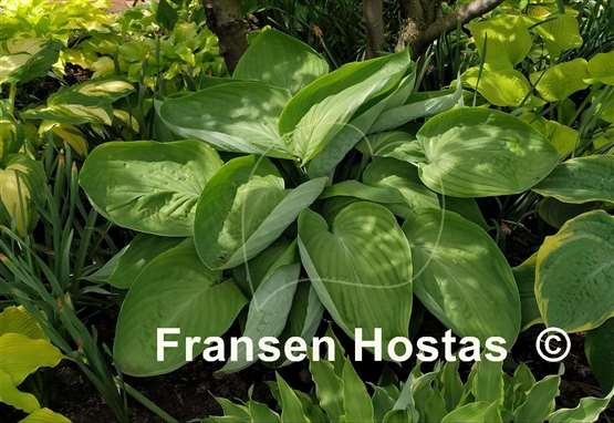Hosta Dream Boat