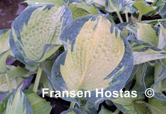 Hosta Dream Creator