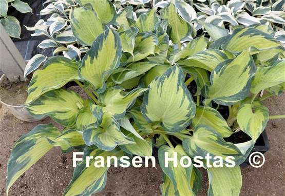 Hosta Dream Creator