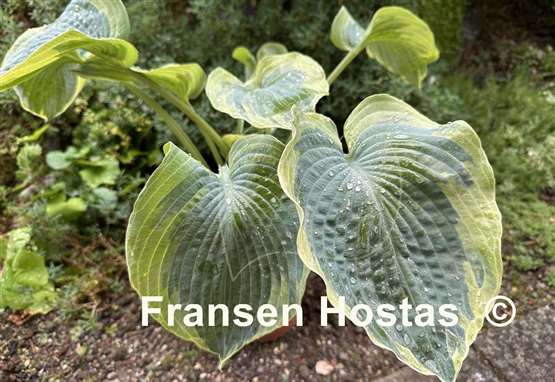 Hosta Dream Designer