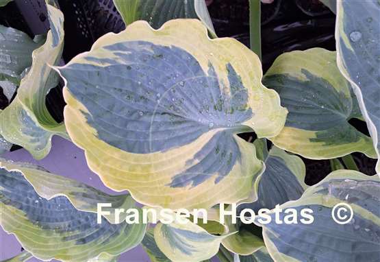 Hosta Dream Designer