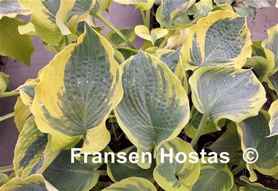 Hosta Dream Designer