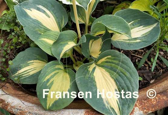 Hosta Dream Queen