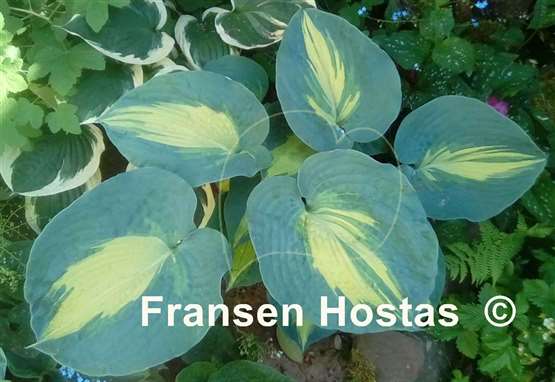Hosta Dream Queen