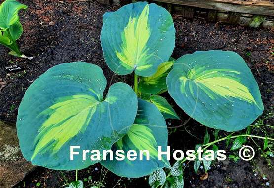 Hosta Dream Weaver