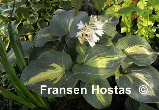 Hosta Dream Weaver