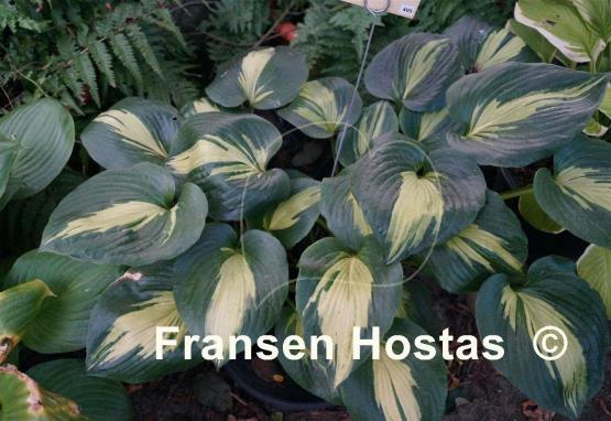 Hosta Dream Weaver