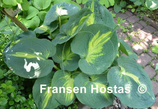 Hosta Dream Weaver