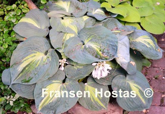 Hosta Dream Weaver