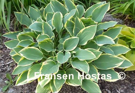 Hosta Dress Blues