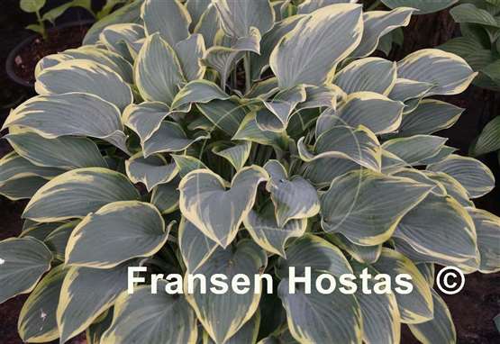 Hosta Dress Blues