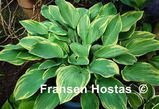 Hosta Dress Blues