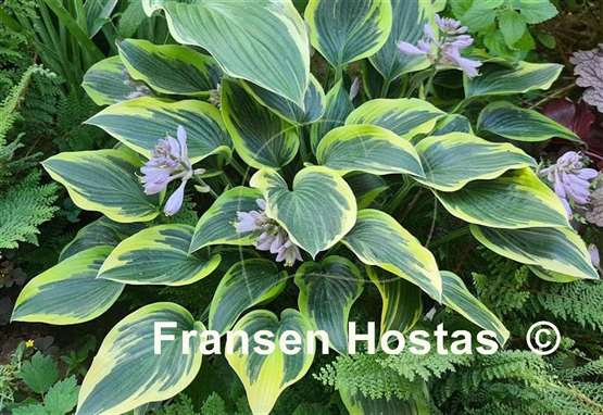 Hosta Dress Blues