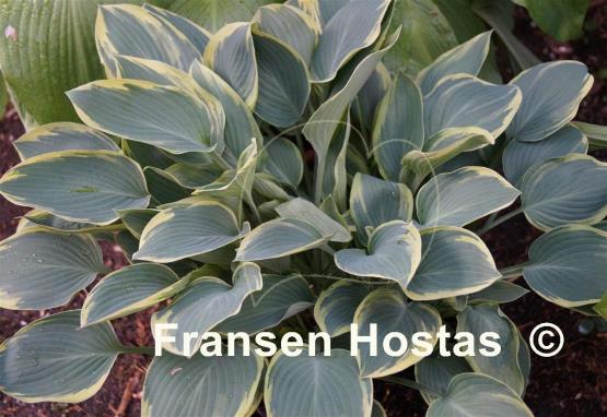Hosta Dress Blues