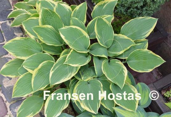 Hosta Dress Blues