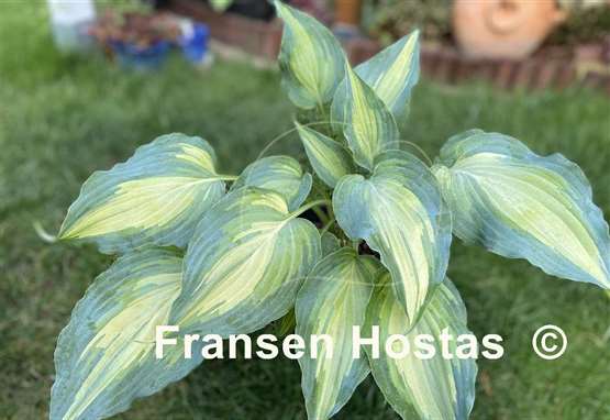 Hosta Dressed to Kill