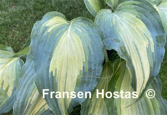 Hosta Dressed to Kill